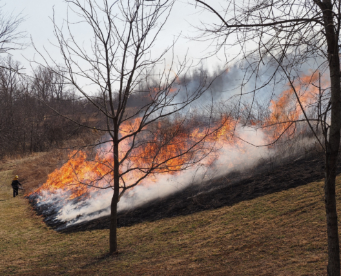 Burn in Turkey Gap shrubland