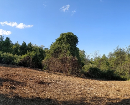 Field after forestry mulching