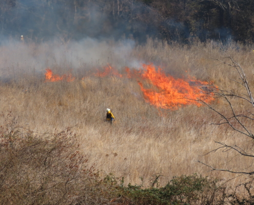 Prescribed burn