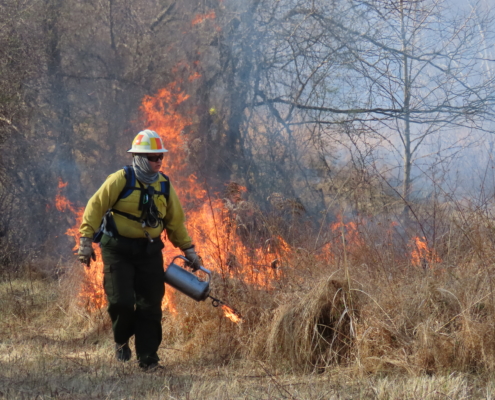 Prescribed burn in Indiangrass Shrubland