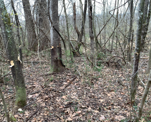 Tree-of-Heaven killed with hack-and-squirt treatment