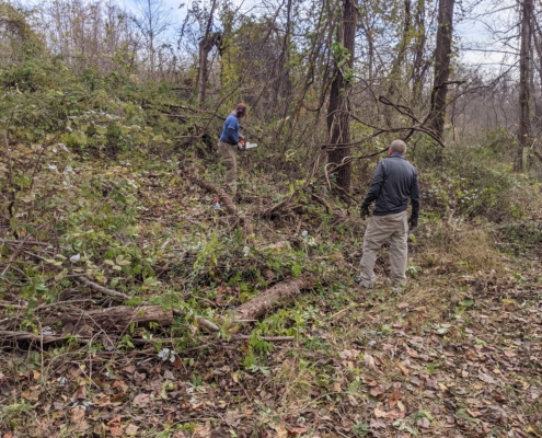 Volunteers removing Autumn Olive and Asiatic Bittersweet