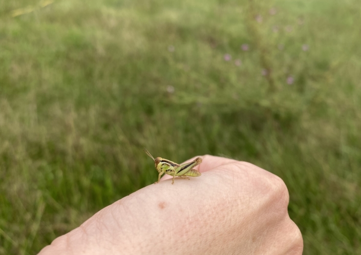 North American Spur-throated Grasshopper